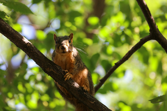 Fox Squirrels in Ann Arbor at the University of Michigan on July 30th, 2021