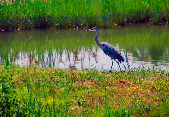 Blue Heron at the Chesapeake Bay in Maryland