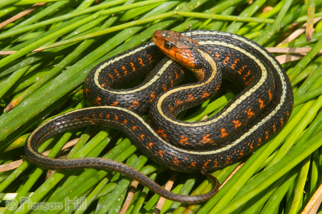 Oregon Red Spotted Gartersnake (Thamnophis sirtalis concinnus)