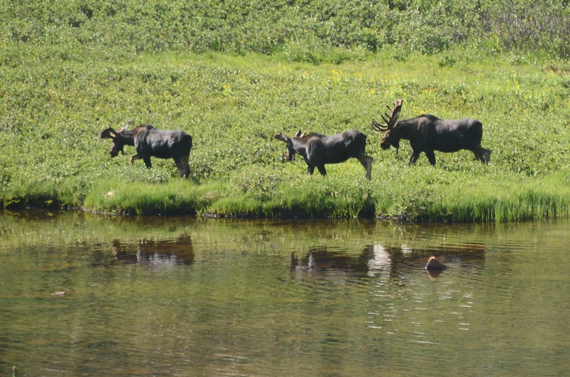 Moose at Blue Lake Trail (18)