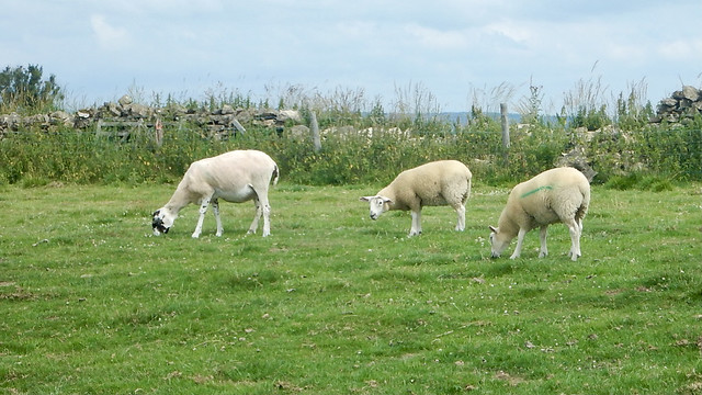 Ewe & Twin Lambs Near High Barn