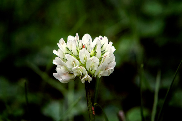 White clover / Белый клевер