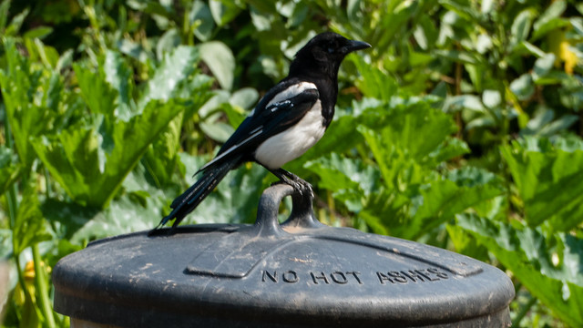 Young magpie on old dustbin lid