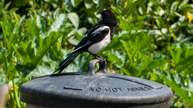Young magpie on old dustbin lid