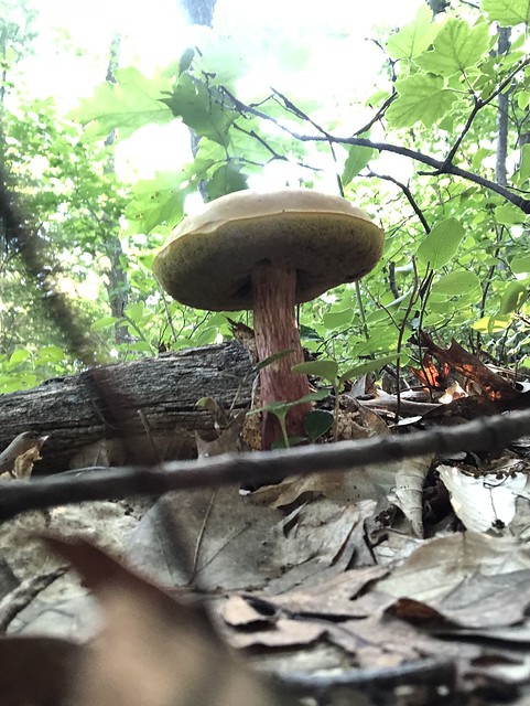 Mushrooms in Breakheart.