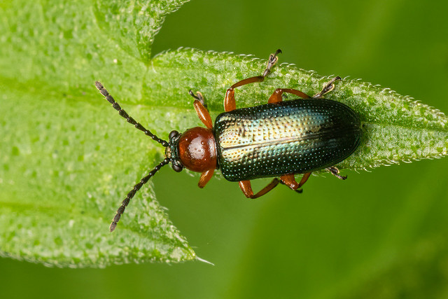 Shining Leaf Beetles (Complex Oulema melanopus)