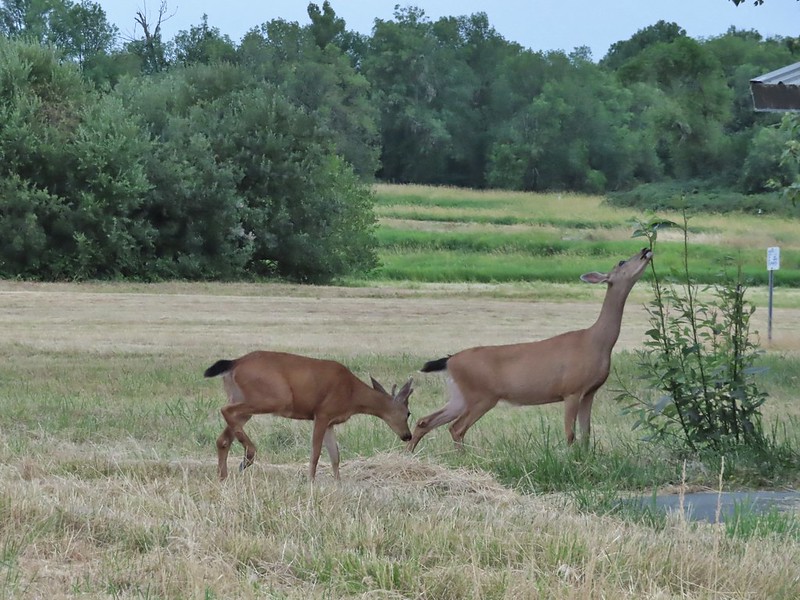 Deer at Ridgefield Wildlife Refuge