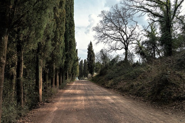 Cipressi toscani che costeggiano una strada costruita su un terreno di gabbro rosso - Tuscan cypresses that line a road built on a ground of red gabbro