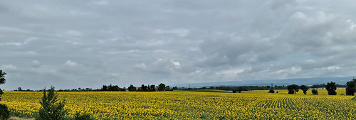 On the road France by Meino NL, france sunflower landscape flowerlandscape summer summerflower