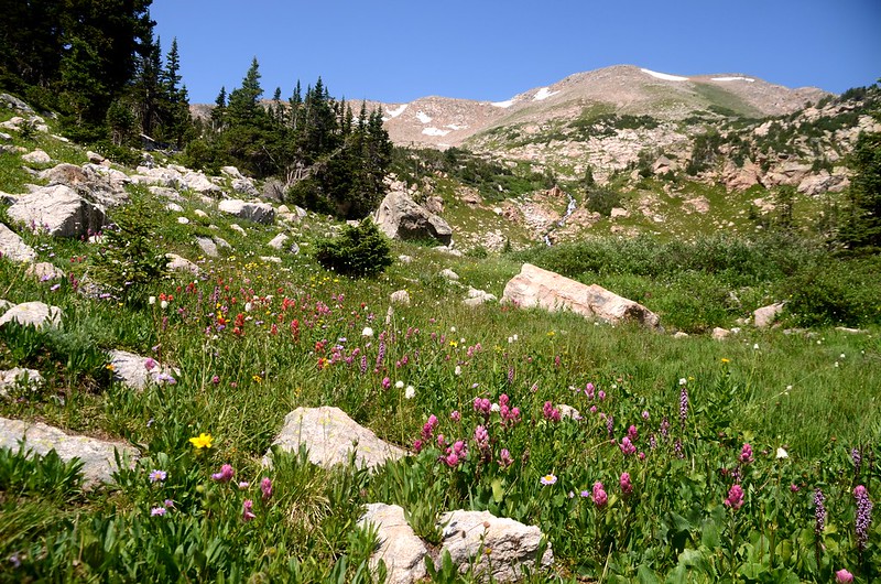 Wildflowers blooming along Arapaho Lakes Trail (4)