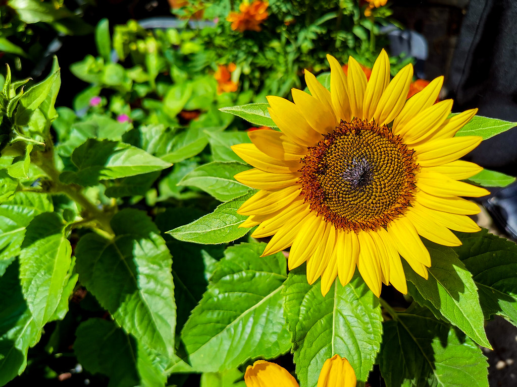 Good Morning Sunflower | dr2601 | Flickr
