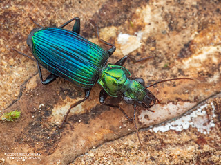 Ground beetle (Catascopus dalbertisi) - P6270227