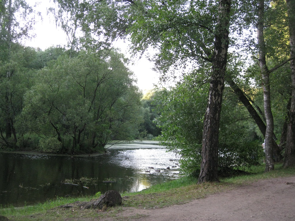 a pond in our park