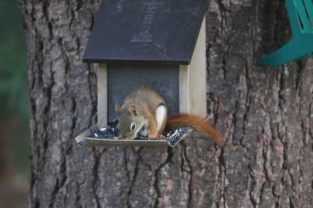 Backyard Red & Fox Squirrels (Ypsilanti, Michigan) - July,… | Flickr