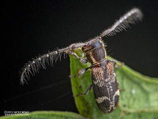 Longhorn beetle (Egesina sp.) - P6270334