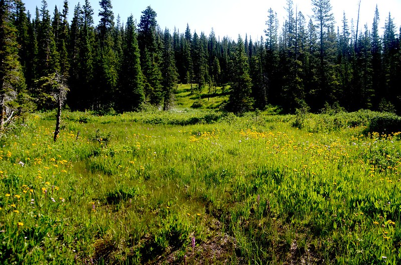 Wildflowers blooming along Arapaho Lakes Trail (1)