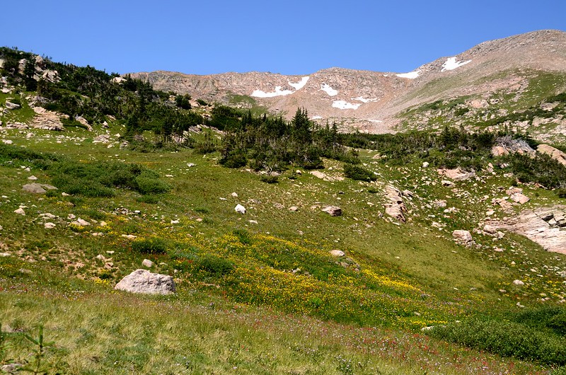 Wildflowers blooming along Arapaho Lakes Trail (5)