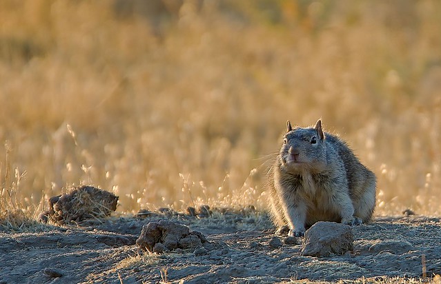 A California Groundsquirrel And Some Dirt-clods