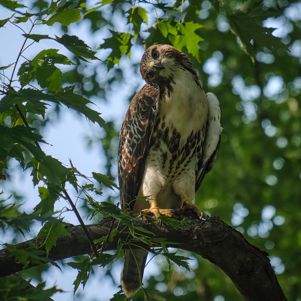 Hawk-Eyes - Red-Tailed Juvenile