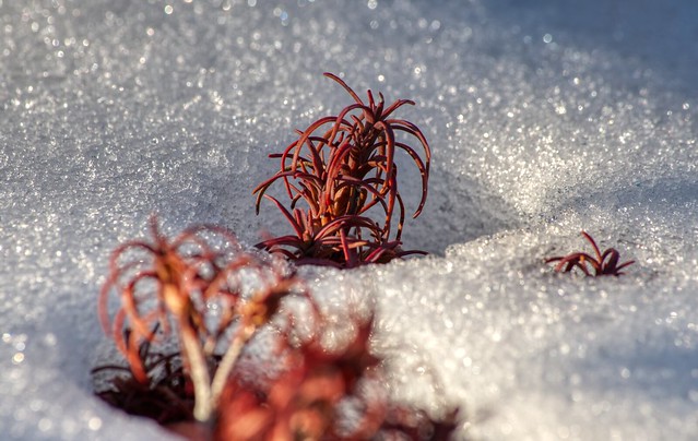 Small Plant in the snow