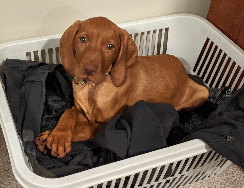 Puppy in the Laundry | Vizsla Puppy Annie | Michael Hunter | vizsla breeders southern california