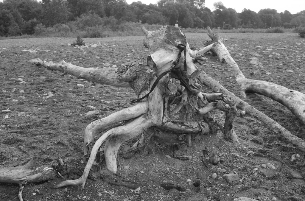 Driftwood as Xenomorph