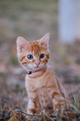 Sessna : Kitten : Cat portrait