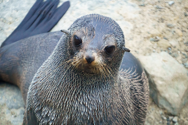 Young Fur Seal lll