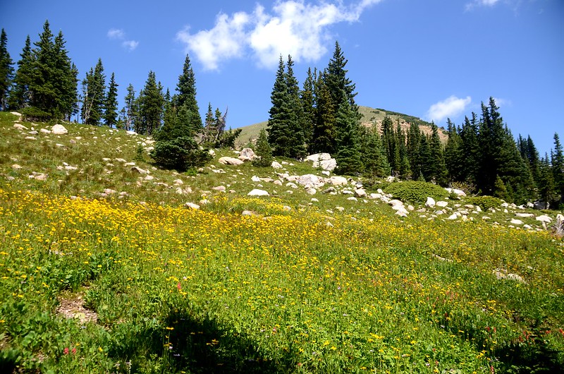Wildflowers blooming along Arapaho Lakes Trail (2)