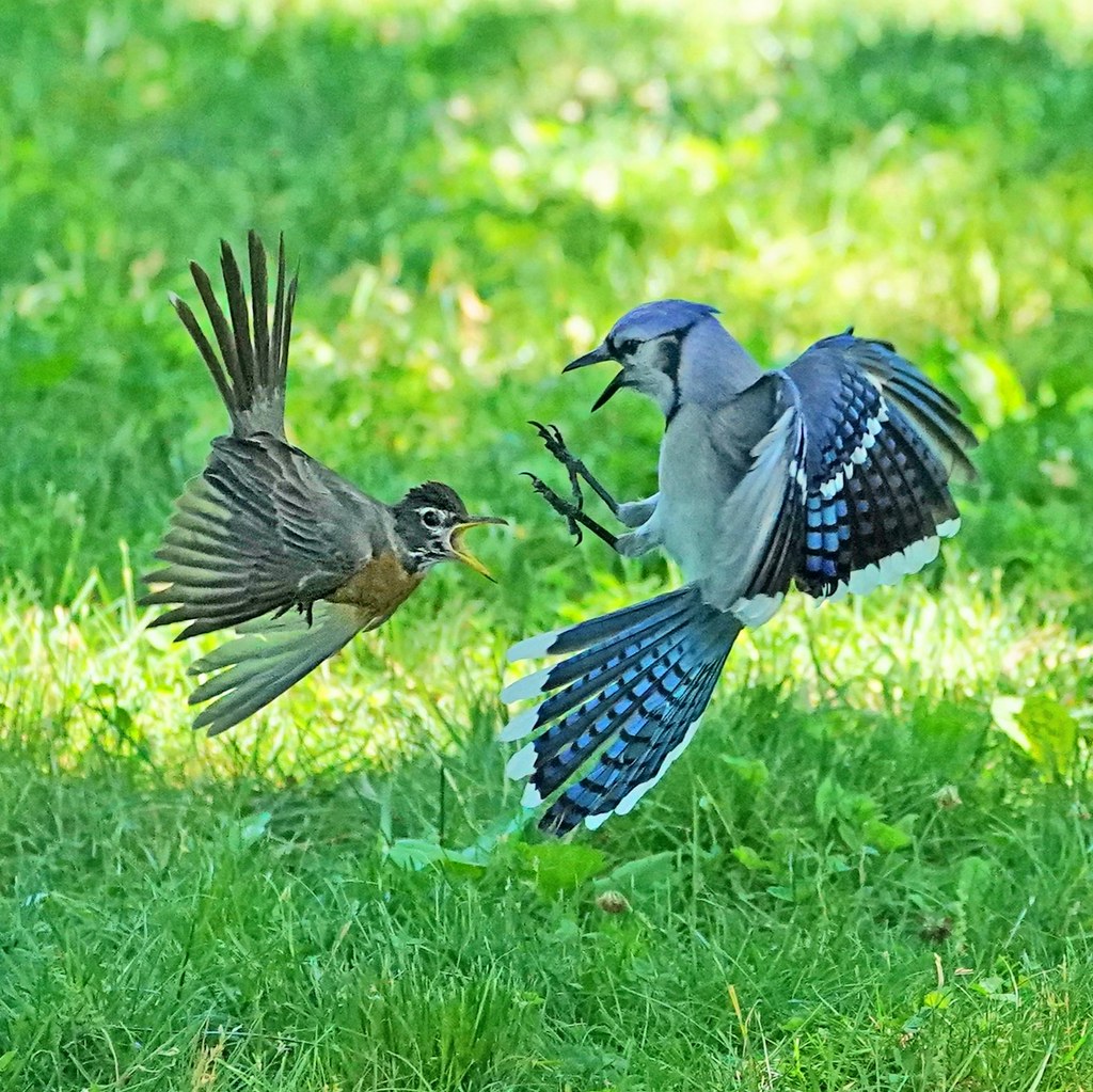 American Robin VS Blue Jay at turtle pond , Central park.
