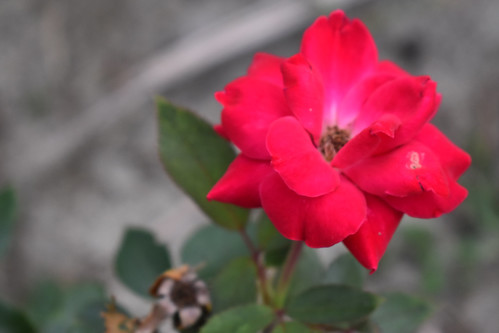 Fading Rose. | by dccradio
