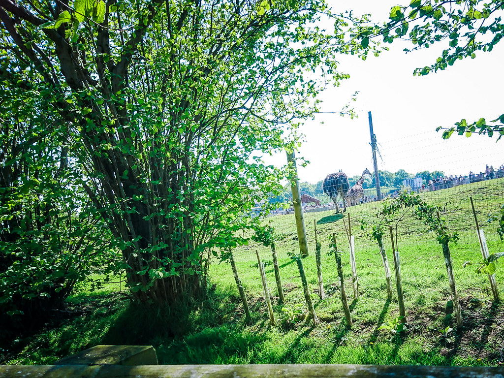 Yorkshire Wildlife Park