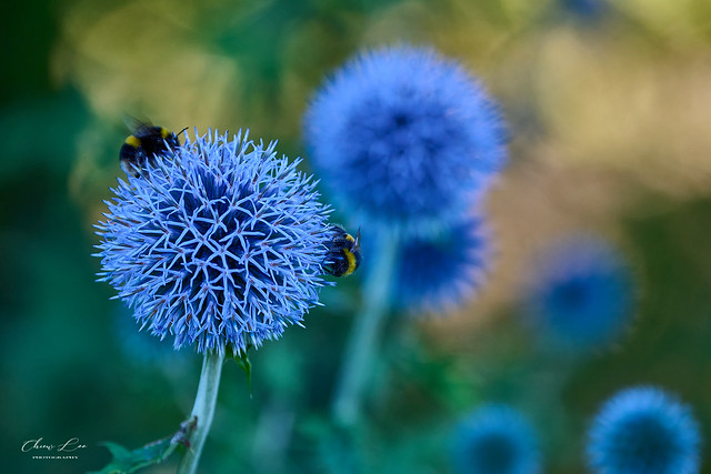 Globe thistle and bees
