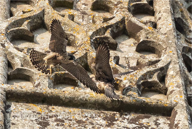 Juvenile Peregrine action at Chichester