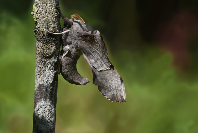 Poplar Hawk-moth (Laothoe populi) 1 of 3