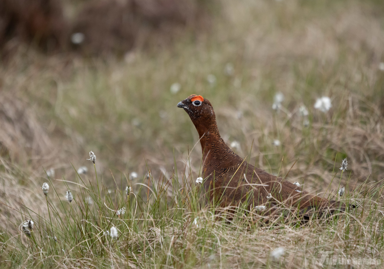 P5212255 - Red Grouse, Ilkley Moor