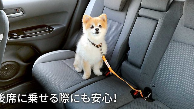 honda-introduces-paw-accessories-for-dog-lovers-of-japan (8)