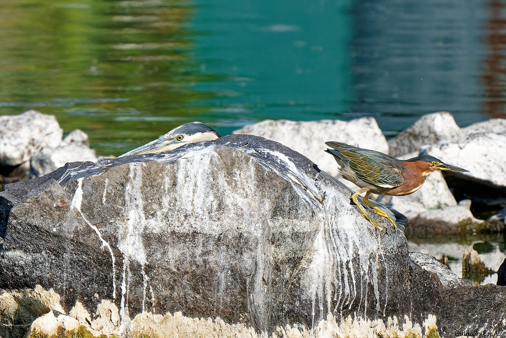 Green heron being photo bombed by a GBH