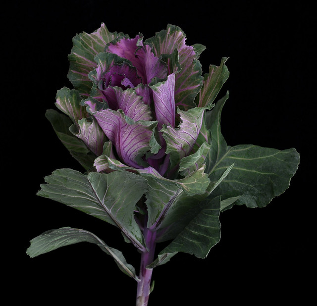 Kale in Bloom