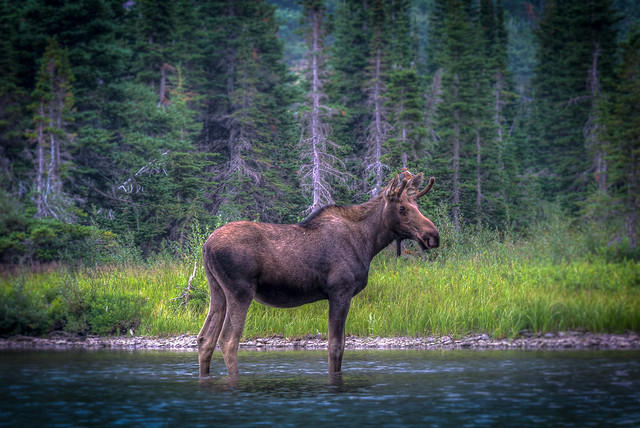 Moose strikes a pose