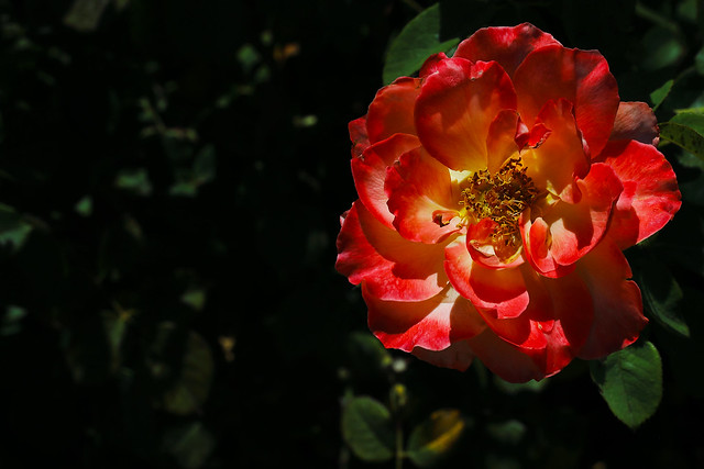 Rosa chinensis Jacq.