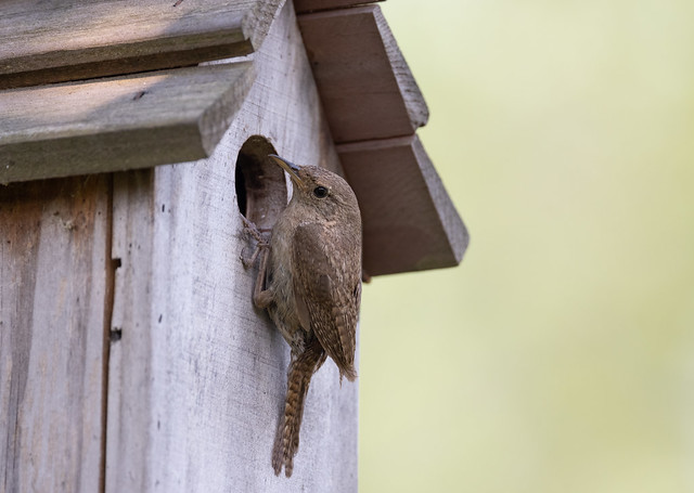 House Wren