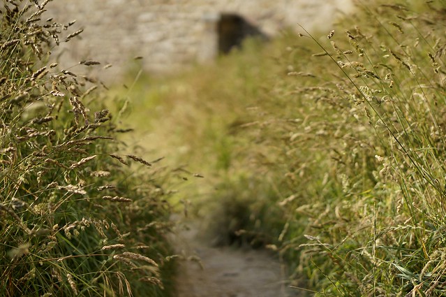 Wild grass path