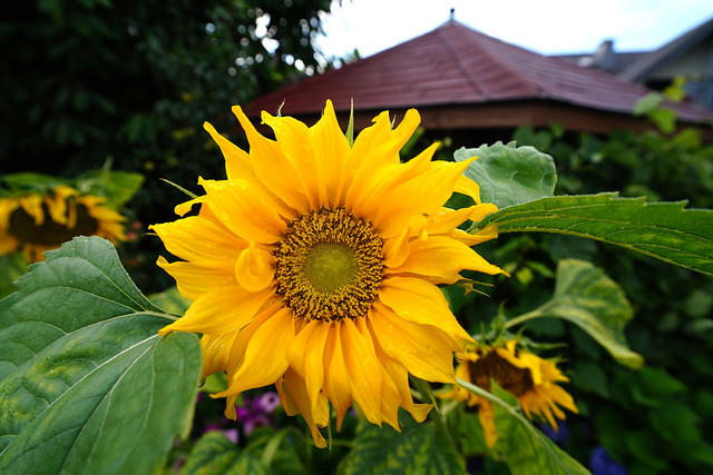 Sonnenblume nach dem Regen / Sunflower after the rain