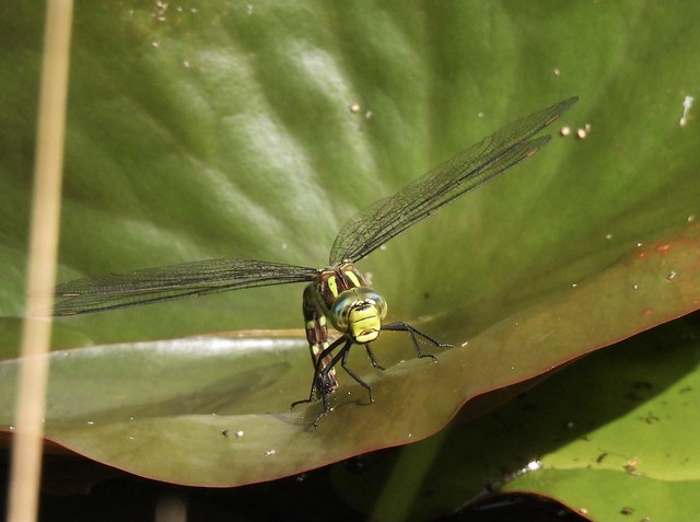 Emperor Dragonfly, Blaen Bran Pond, Upper Cwmbran 3 August 2021