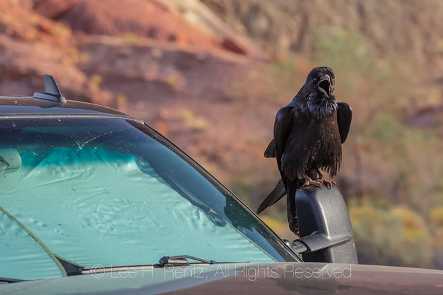Common Raven on Pickup at Lees Ferry