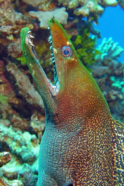 eel face