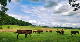 Horses in the Field