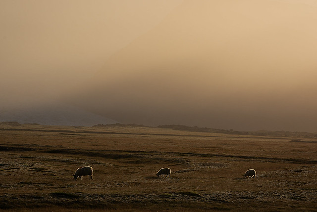 evening sandstorm