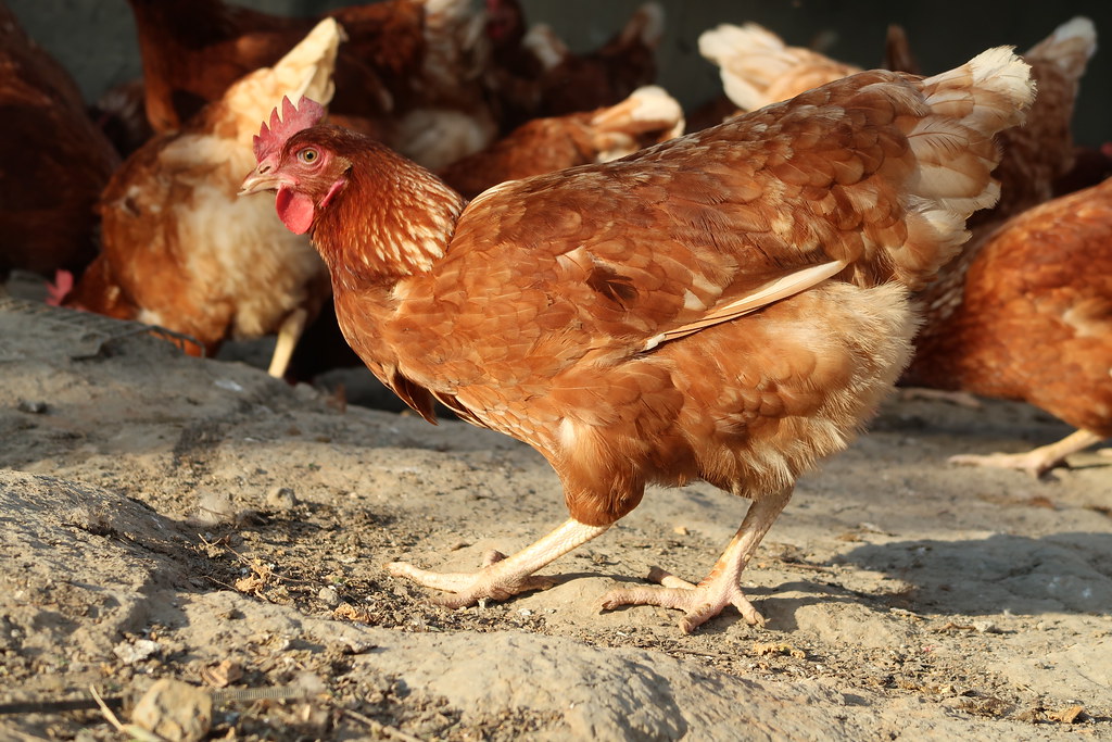 20210804台灣家樂福宣佈2025年停售「籠飼雞蛋」記者會。非籠飼雞蛋已是全球重視食品安全與人與動物、環境健康的趨勢。照片提供：家樂福